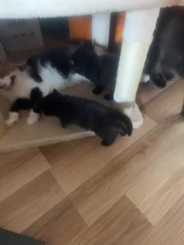 Mixed Breed cats for sale: Black fluffy kittens  - Video 1