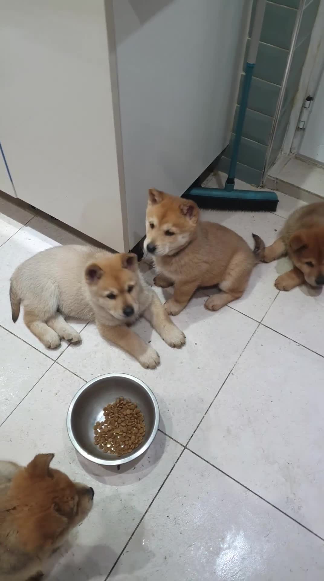 Mixed Breed dogs for sale: Last 3  pupies now £600 Chow Chow dad husky mum - Video 2