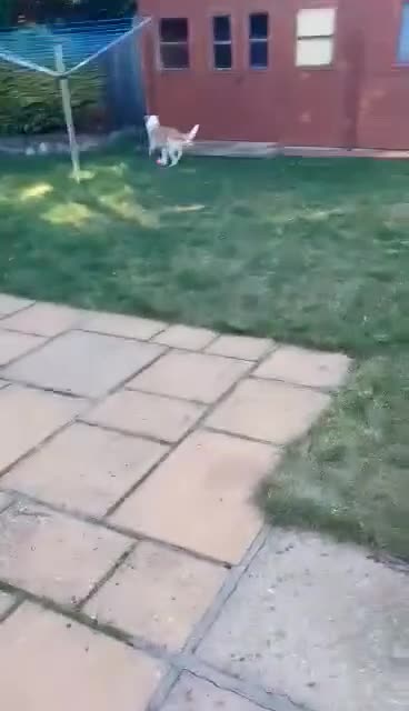 Mixed Breed dogs for sale: HONEY 🍯 Is looking for a forever home - Video 2