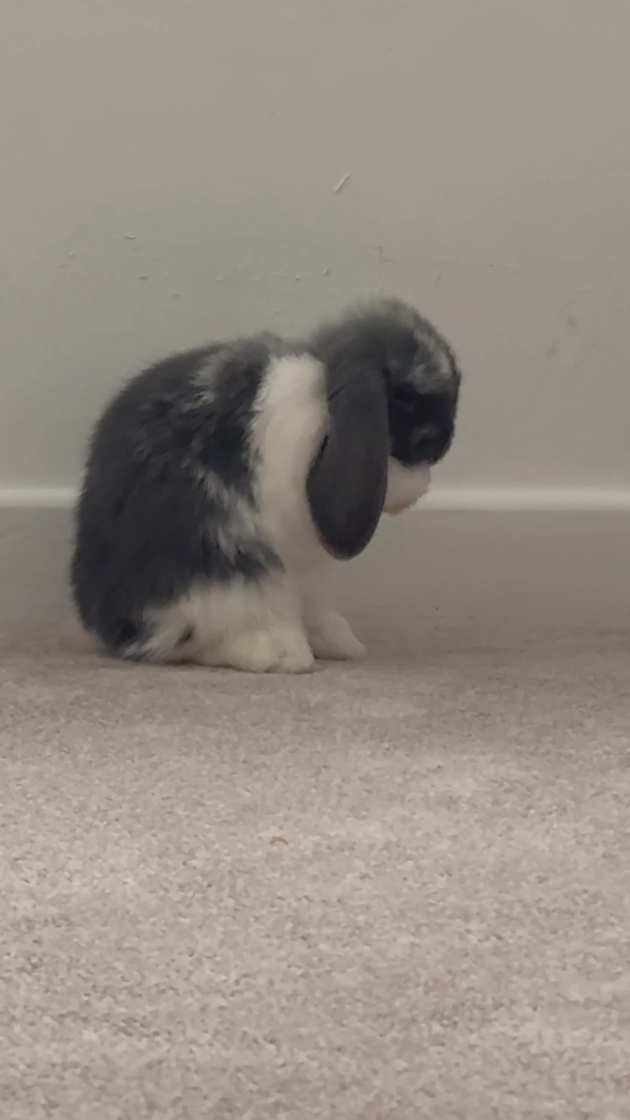 Mini Lop rabbits for sale: Beautiful, friendly mini lops - Video 2
