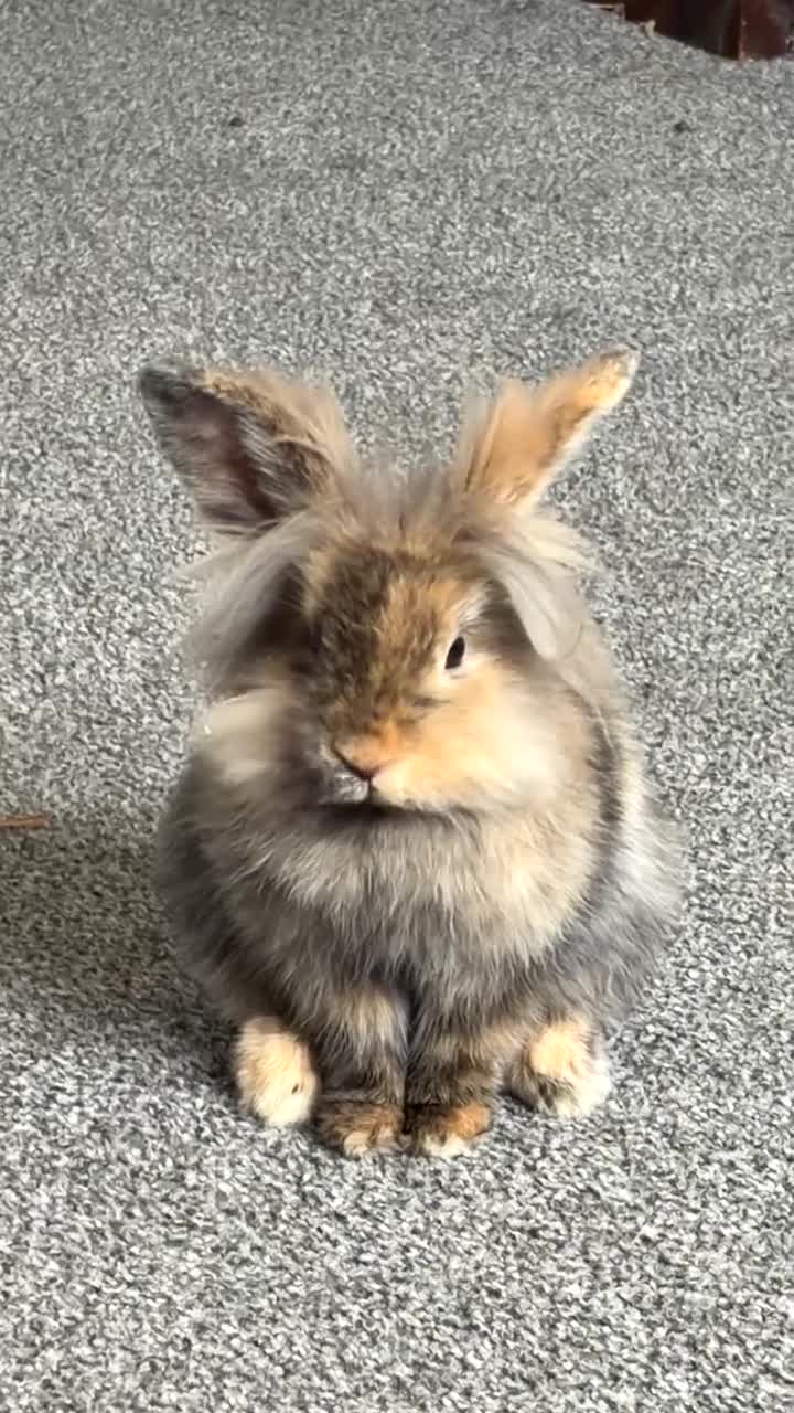 Lionhead rabbits for sale: Male bunny, with indoor cage and outdoor run.  in Axminster - Video 1