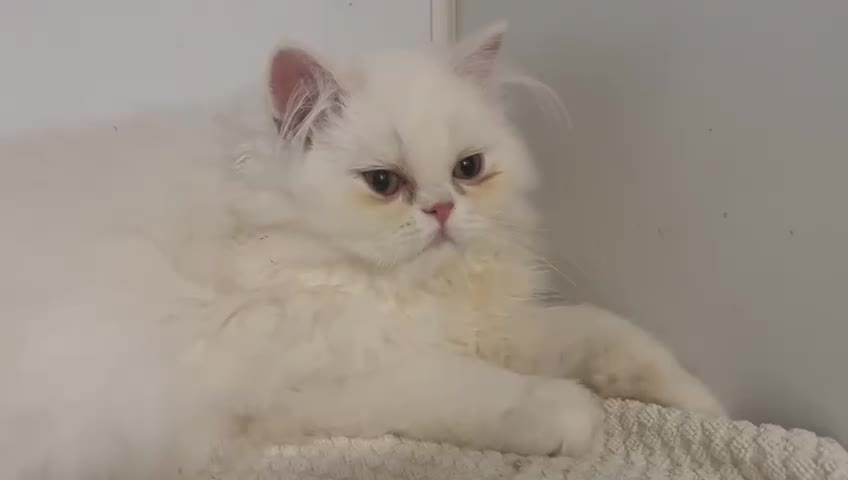Persian cats for sale: Registered silver Persian boy - Video 1