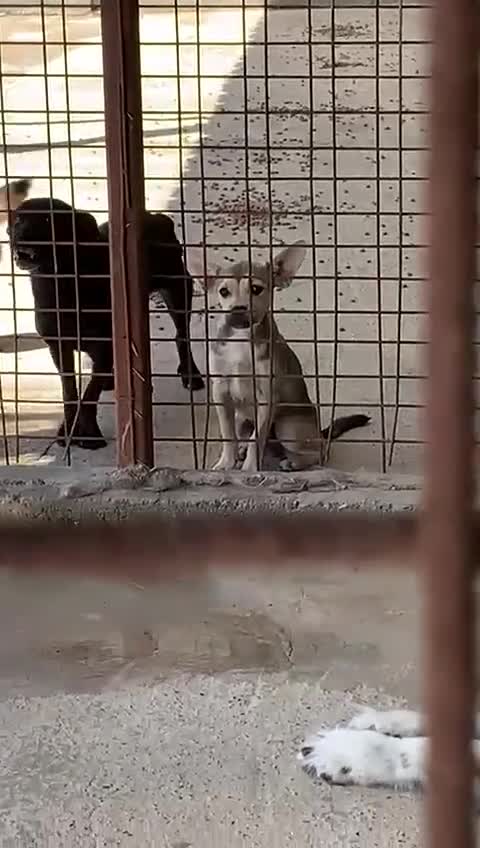Mixed Breed dogs for adoption: Bugsy, approx 6 mnths. Available for adoption.  - Video 3
