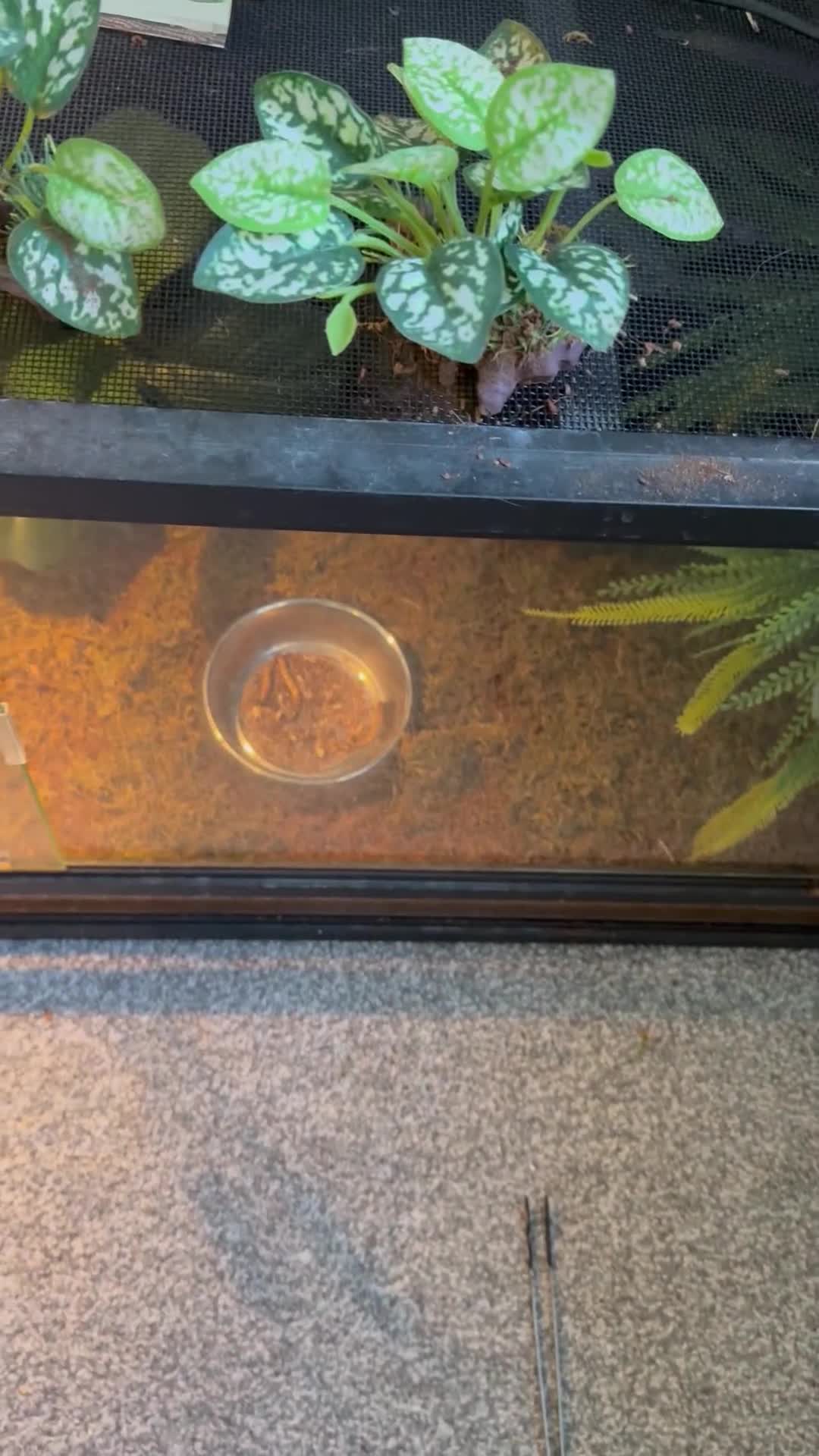 Toad reptiles for sale: FEMALE CANE/SURINAME TOAD & SET UP - Video 1