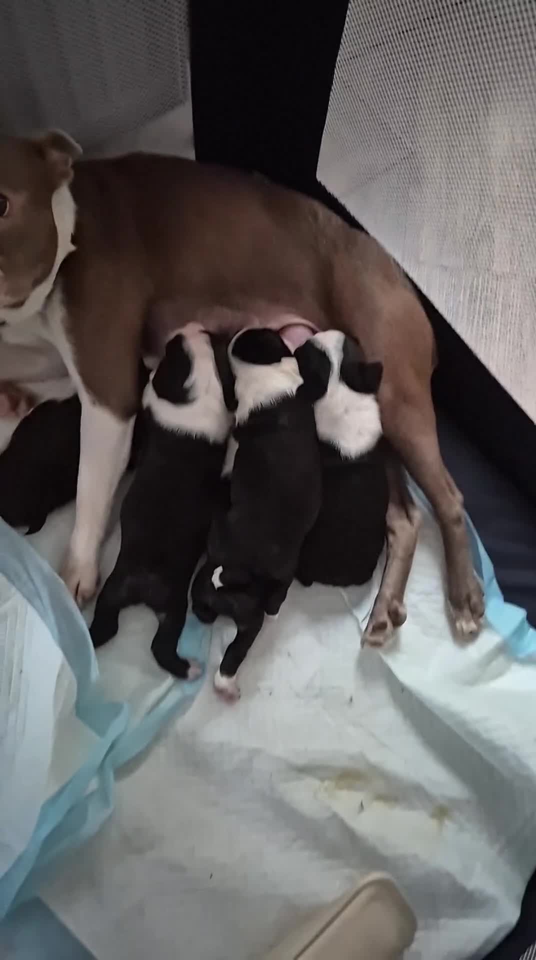 Boston Terrier dogs for sale: Gorgeous chunky Boston terrier pups - Video 2