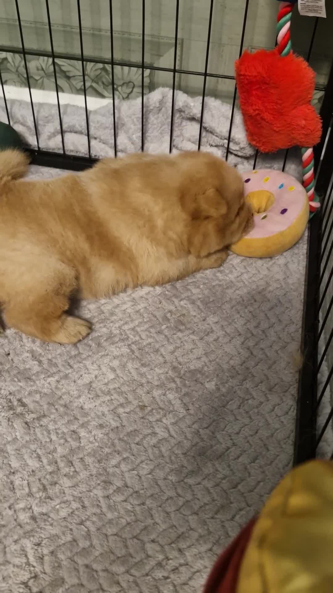 Chow Chow dogs for sale: Show stopping DWKC black male and female chow pup - Video 1