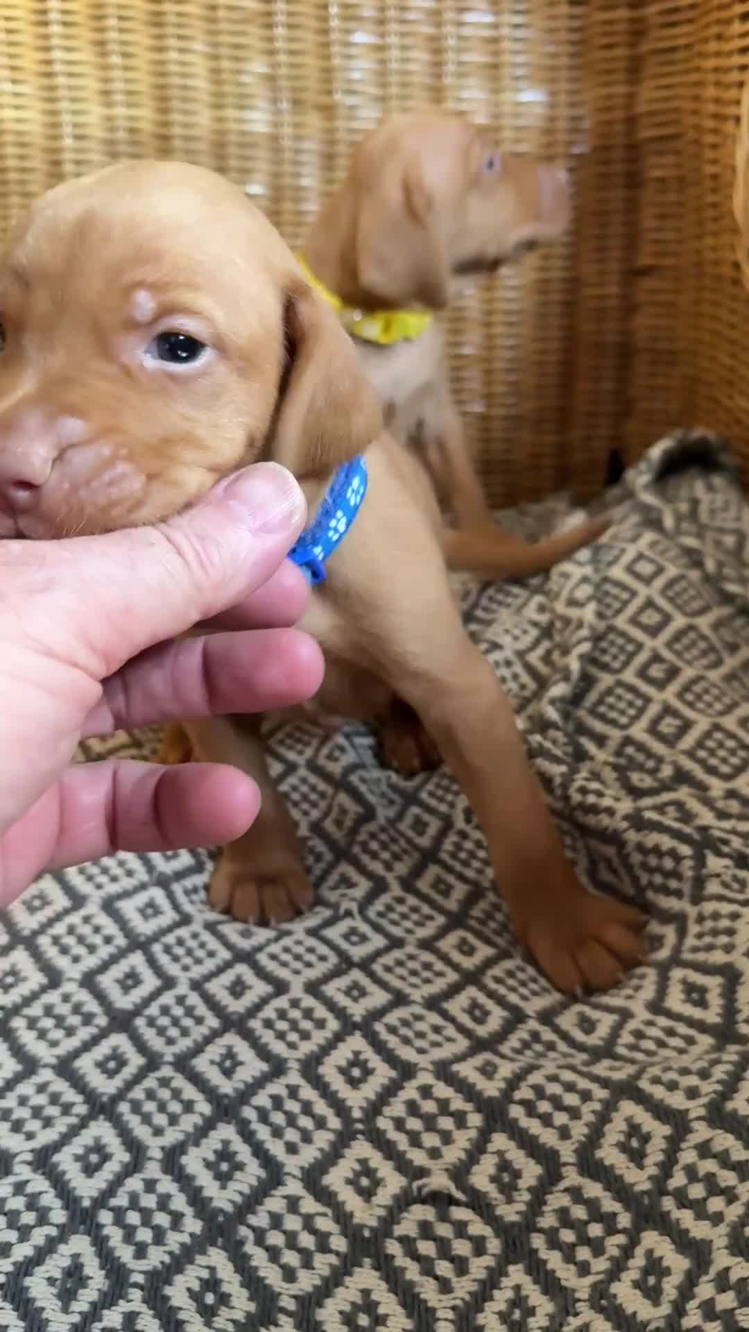Hungarian Vizsla dogs for sale:  KC Vizsla pups DNA Tested Hip Elbow Scored - Video 1