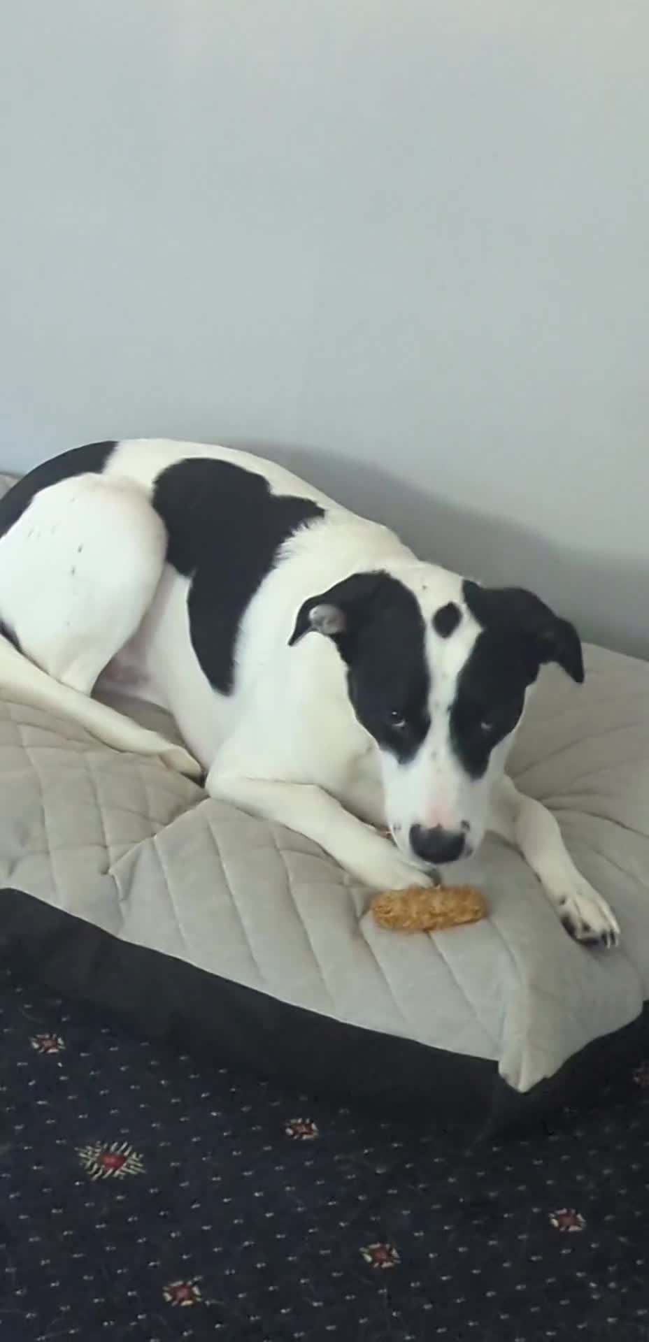 Mixed Breed dogs for sale: Roman - Video 1