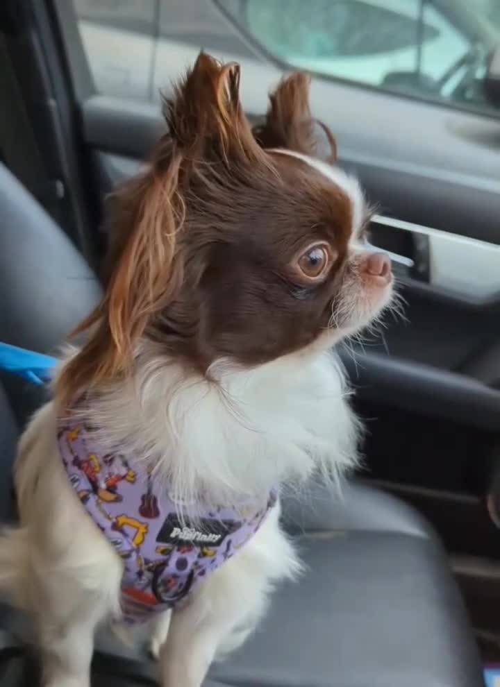 Chihuahua dogs for stud: Russian import - Heath Tested- Proven Stud - Video 1