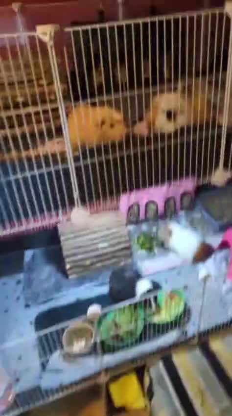 Guinea Pig rodents for sale: Male and female guinea pigs in Glasgow - Video 1