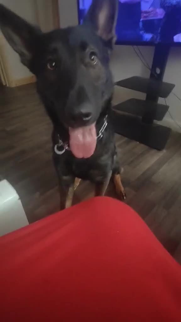 Belgian Shepherd Dog dogs for sale: Lovely energetic 21 month old - Video 2
