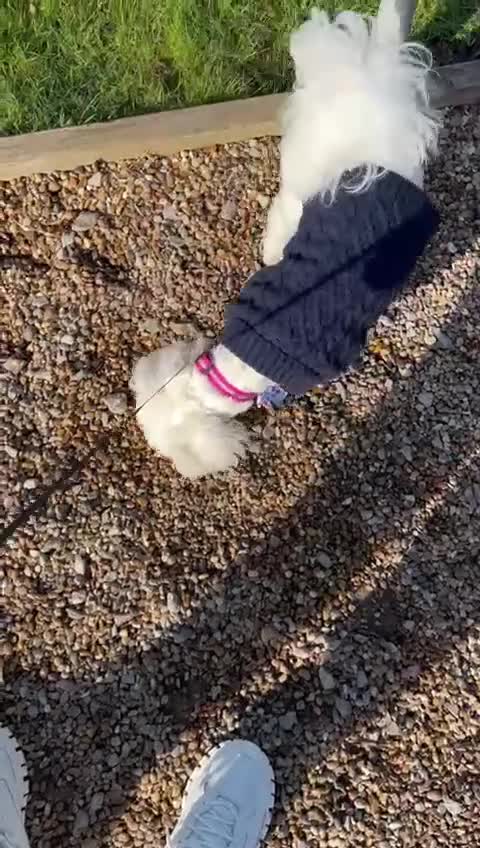 Bichon Frise dogs for stud: Bichon for stud duties!  - Video 4