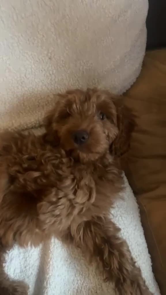 Cockapoo dogs for sale: 🐶 Cockapoo Puppy Looking for a Forever Home 🏡 - Video 1
