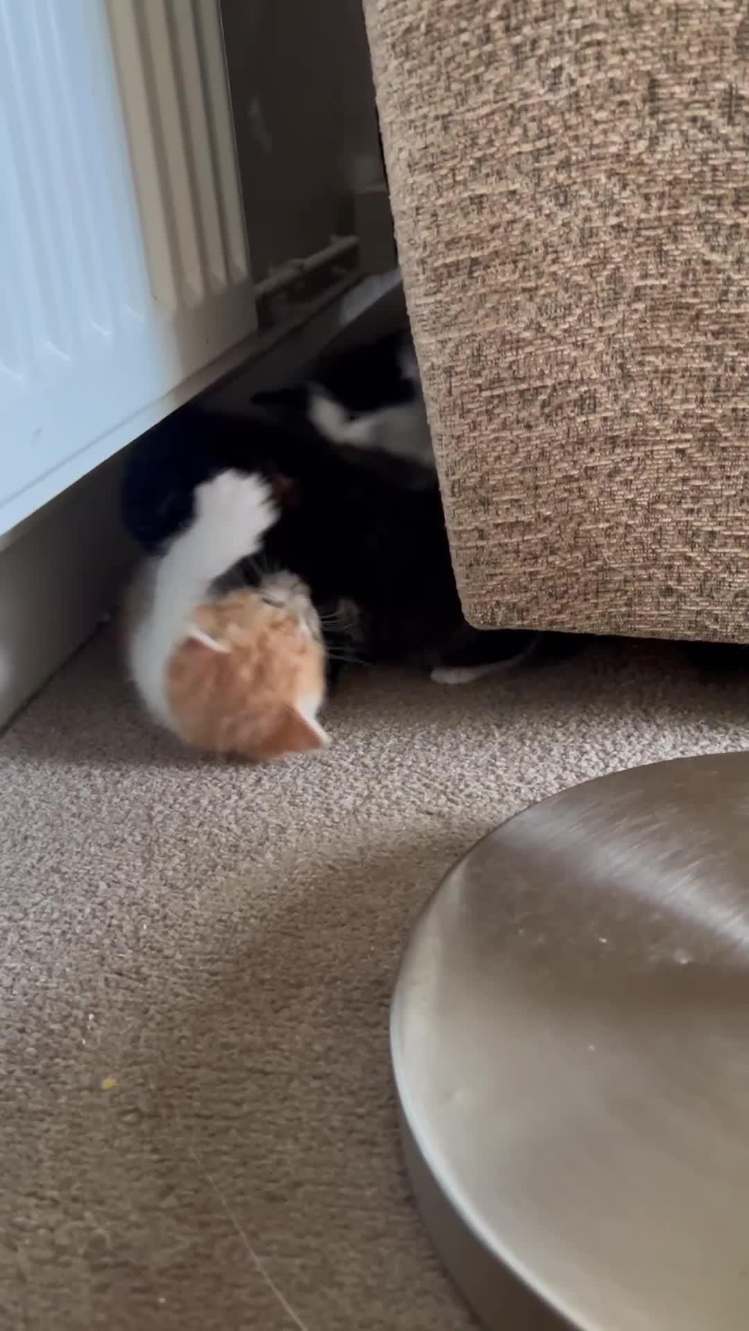 Mixed Breed cats for sale: A Surprise Litter. Dot’s first and last!  - Video 2