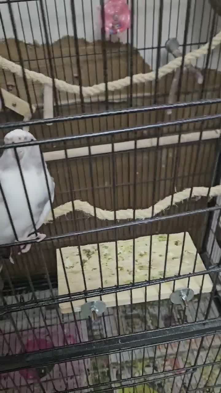 Cockatiels birds for sale: Breeding pair of Cockatiel parrots in Barking - Video 1