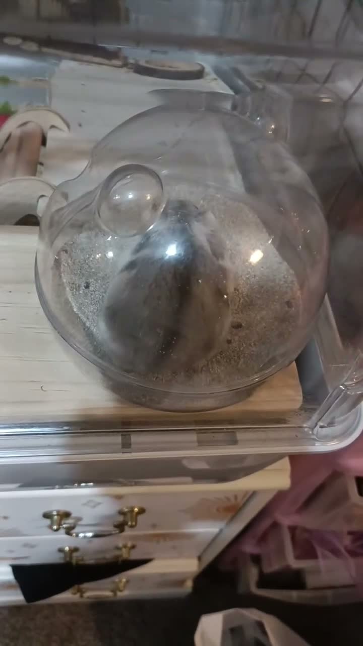 Hamster rodents for sale: Russian dwarf in Luton - Video 4