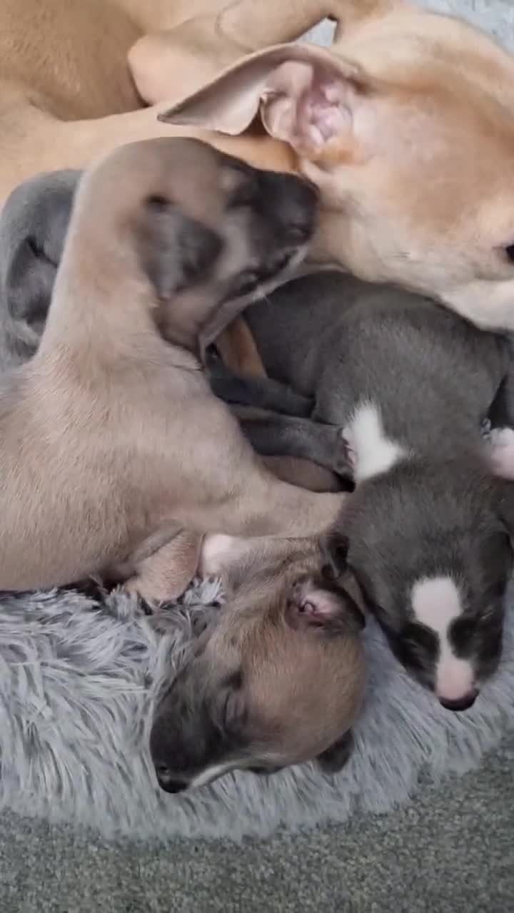 Whippet dogs for sale: Show quality whippets.  - Video 4