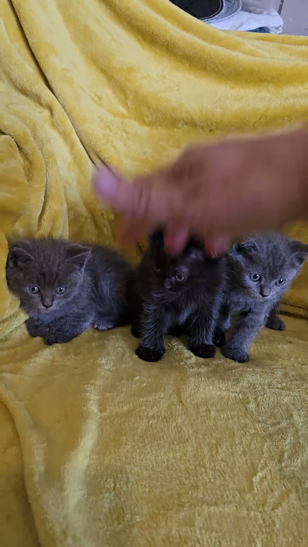 British Shorthair cats for sale: Gorgeous half British shorthair kittens  - Video 5