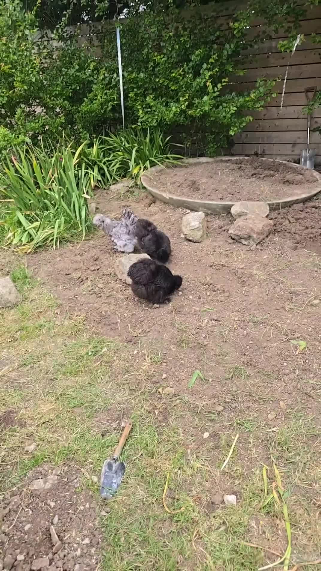Chickens poultry for sale: Stunning USA silkie females  in Basildon - Video 1