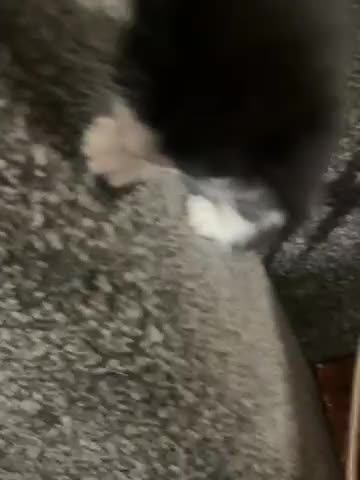 British Shorthair cats for sale: Kittens for sale - Video 3