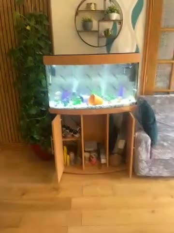 Other/Mixed Breed fish for sale: Very healthy and beautiful fish for sale in Peterborough - Video 2