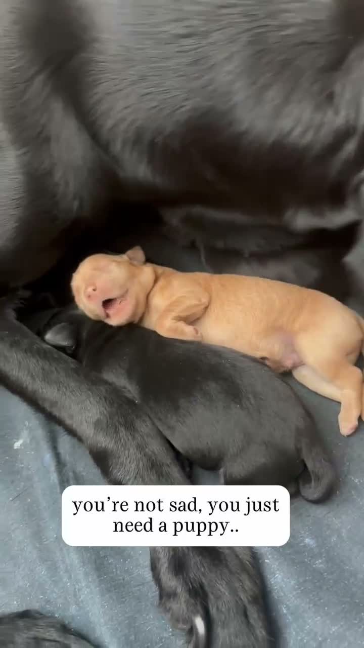 Labrador Retriever dogs for sale: Labrador puppies  in Welwyn Garden City - Video 1