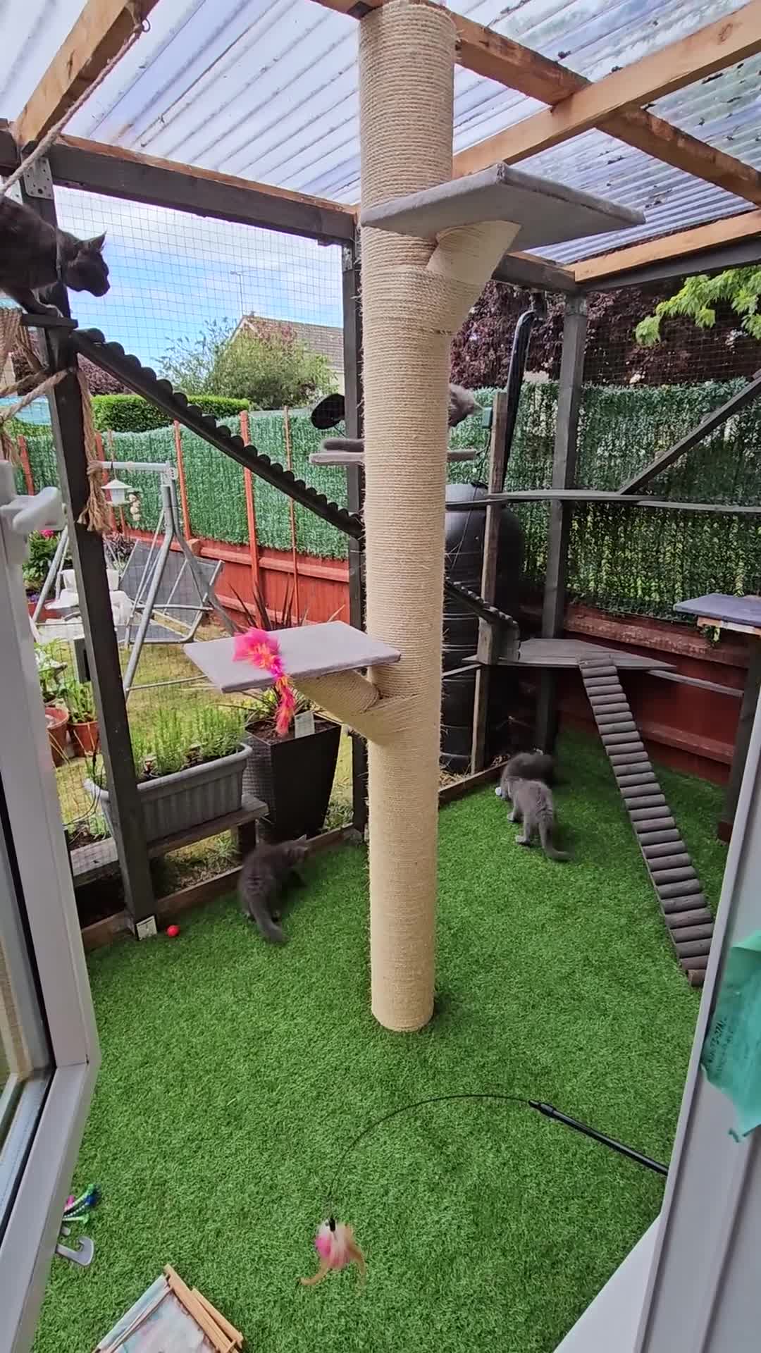 Maine Coon cats for sale: Blue Maine Coon kittens Tica registered in King's Lynn - Video 3