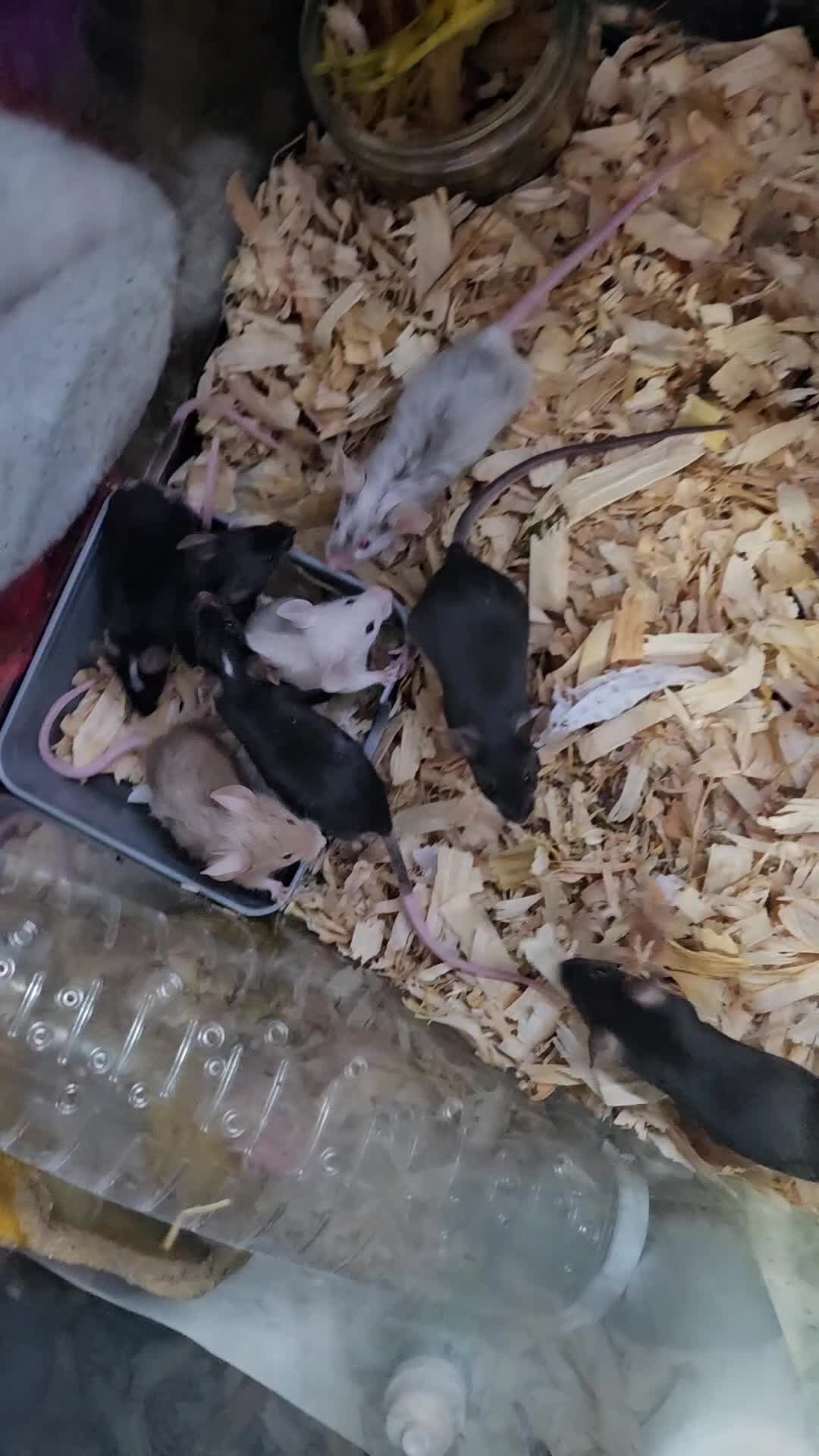 Mouse rodents for sale: Gorgeous little mice - Video 1