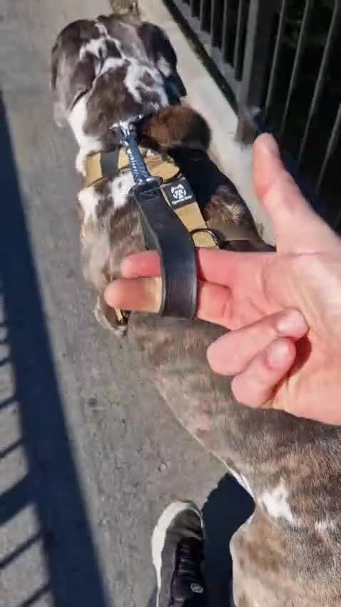 Mixed Breed dogs for adoption: Blue (Cane Corso mix) - Video 2
