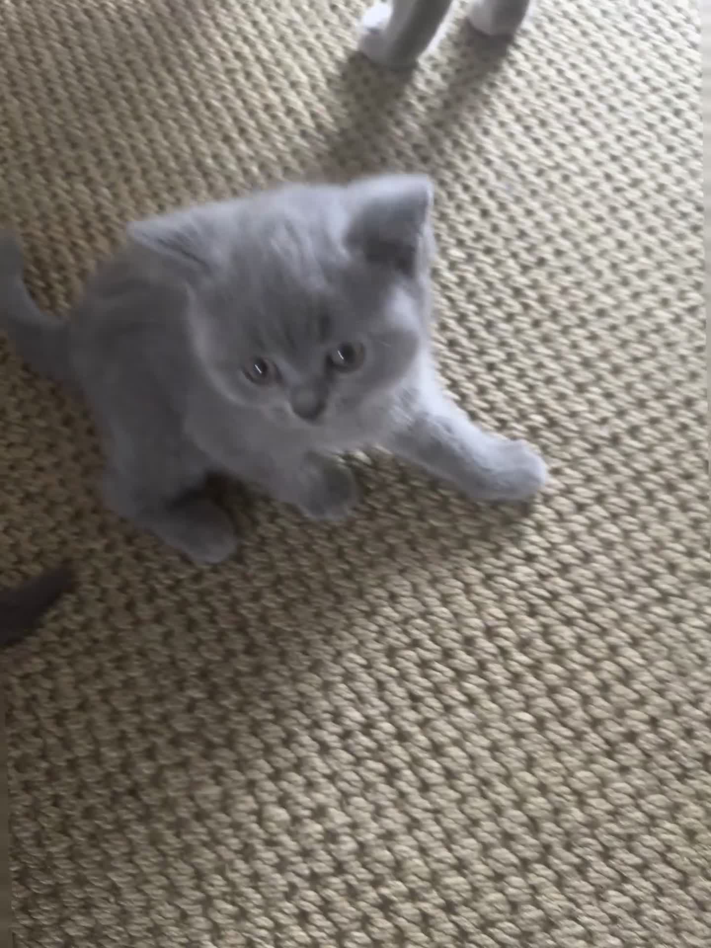 British Shorthair cats for sale: Beautiful British Blue Kittens - Video 2