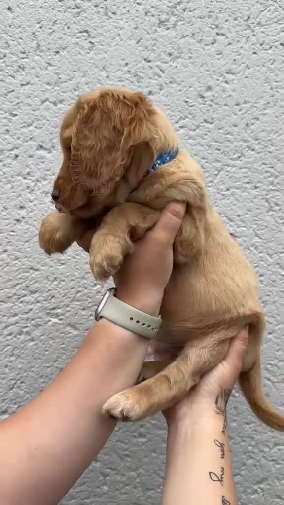 Cocker Spaniel dogs for sale: Cocker spaniel puppies - Video 1