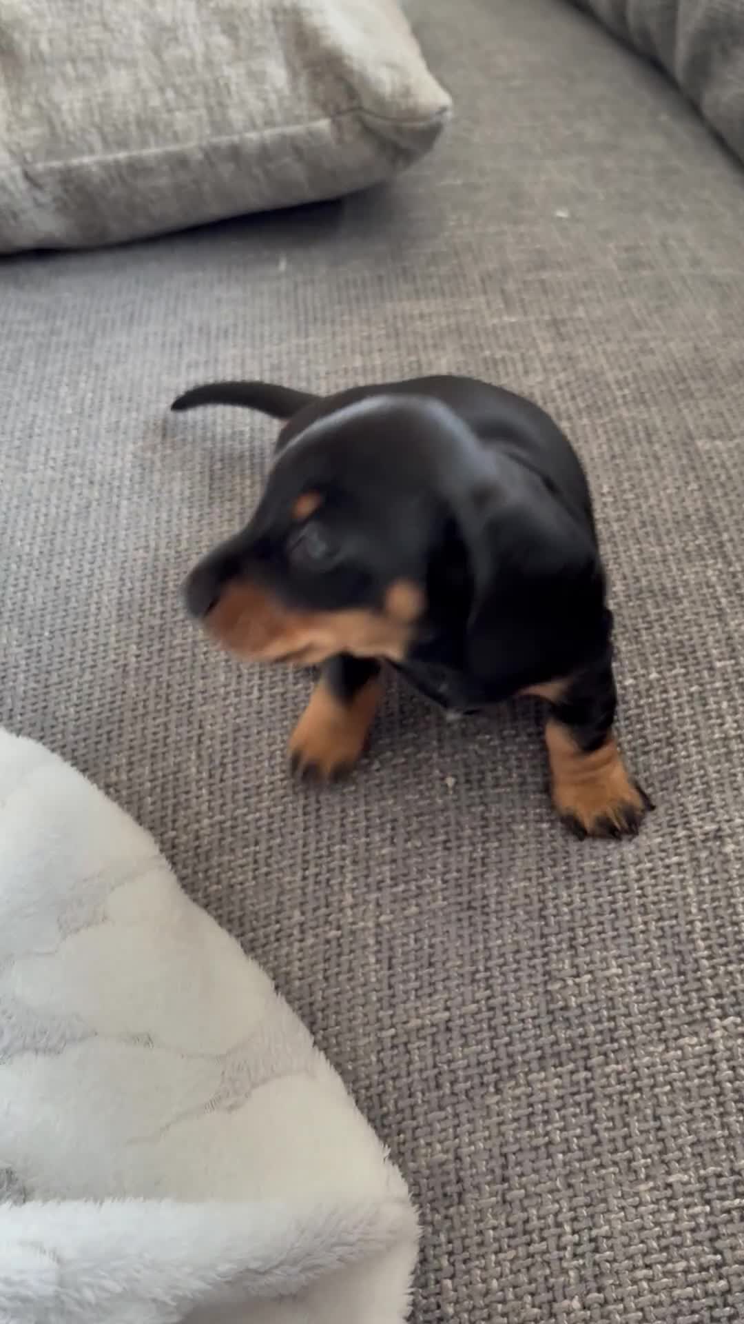 Miniature Dachshund dogs for sale: Miniature Black and Tan Daschund puppies for sale - Video 3