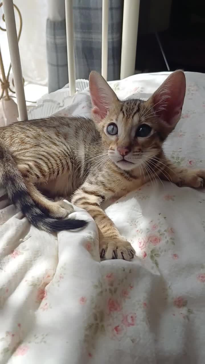 Oriental cats for sale: Tabby oriental  - Video 1