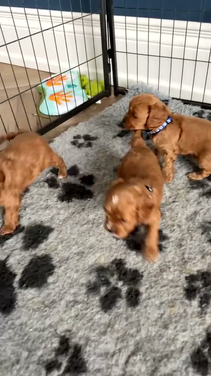 Cavapoo dogs for sale: PERFECT HEALTH TESTED F1 CAVAPOO PUPPIES - Video 2
