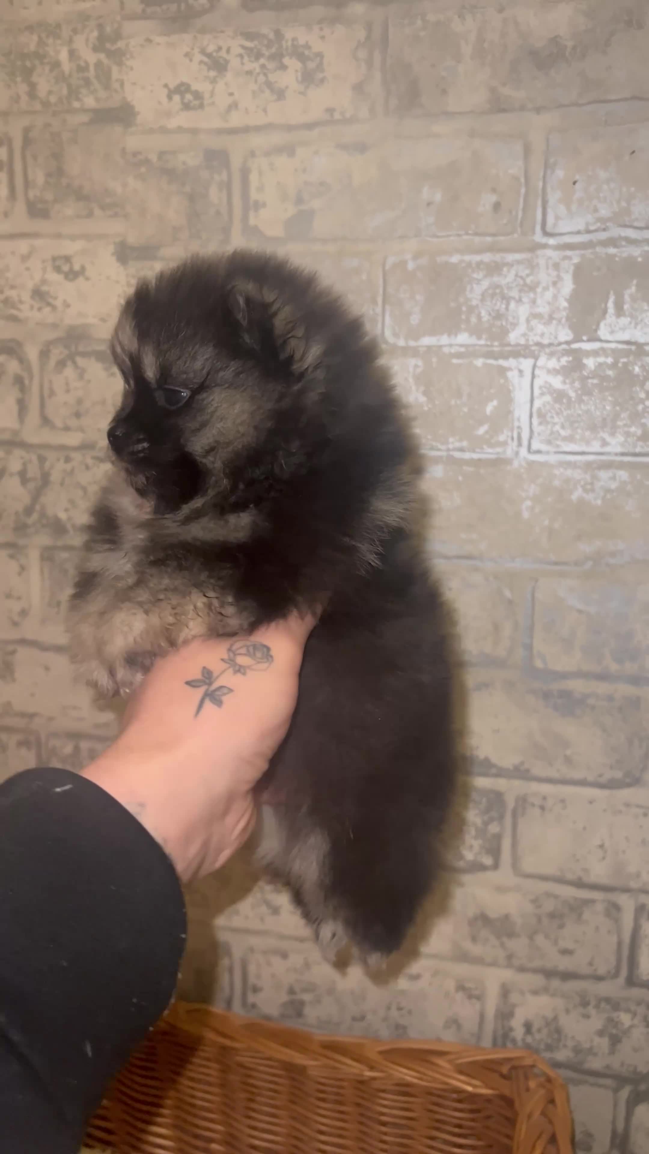 Pomeranian dogs for sale: ✨🖤Merle toy Russian Pomeranian 🖤✨ - Video 3
