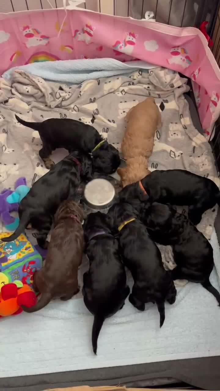 Cocker Spaniel dogs for sale: BEAUTIFUL COCKER SPANIEL PUPS - Video 1