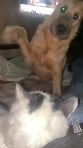 Mixed Breed dogs for adoption: 💙NIKE💙7 month old boy who lives with 17 cats🐱😍 - Video 1