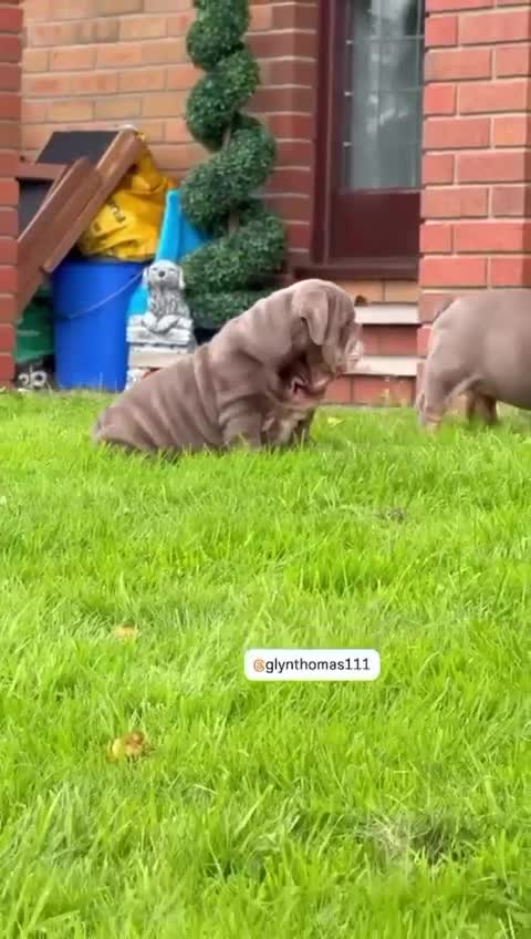 English Bulldog dogs for sale: World class bulldogs - Video 1