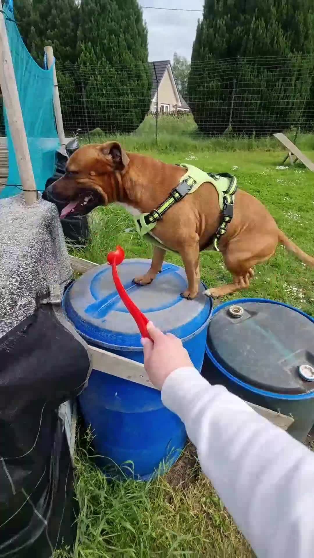 Staffordshire Bull Terrier dogs for stud: Cody  - Video 1