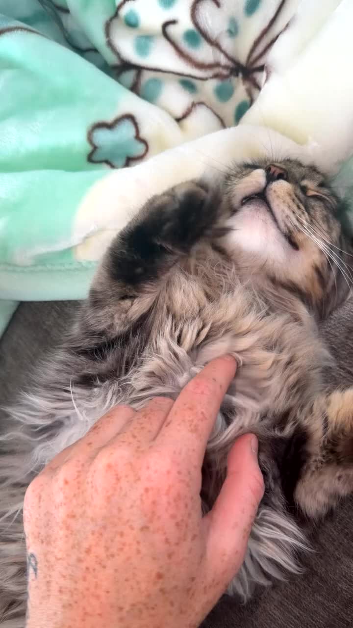 Maine Coon cats for sale: Maincoon ✨💗 - Video 2