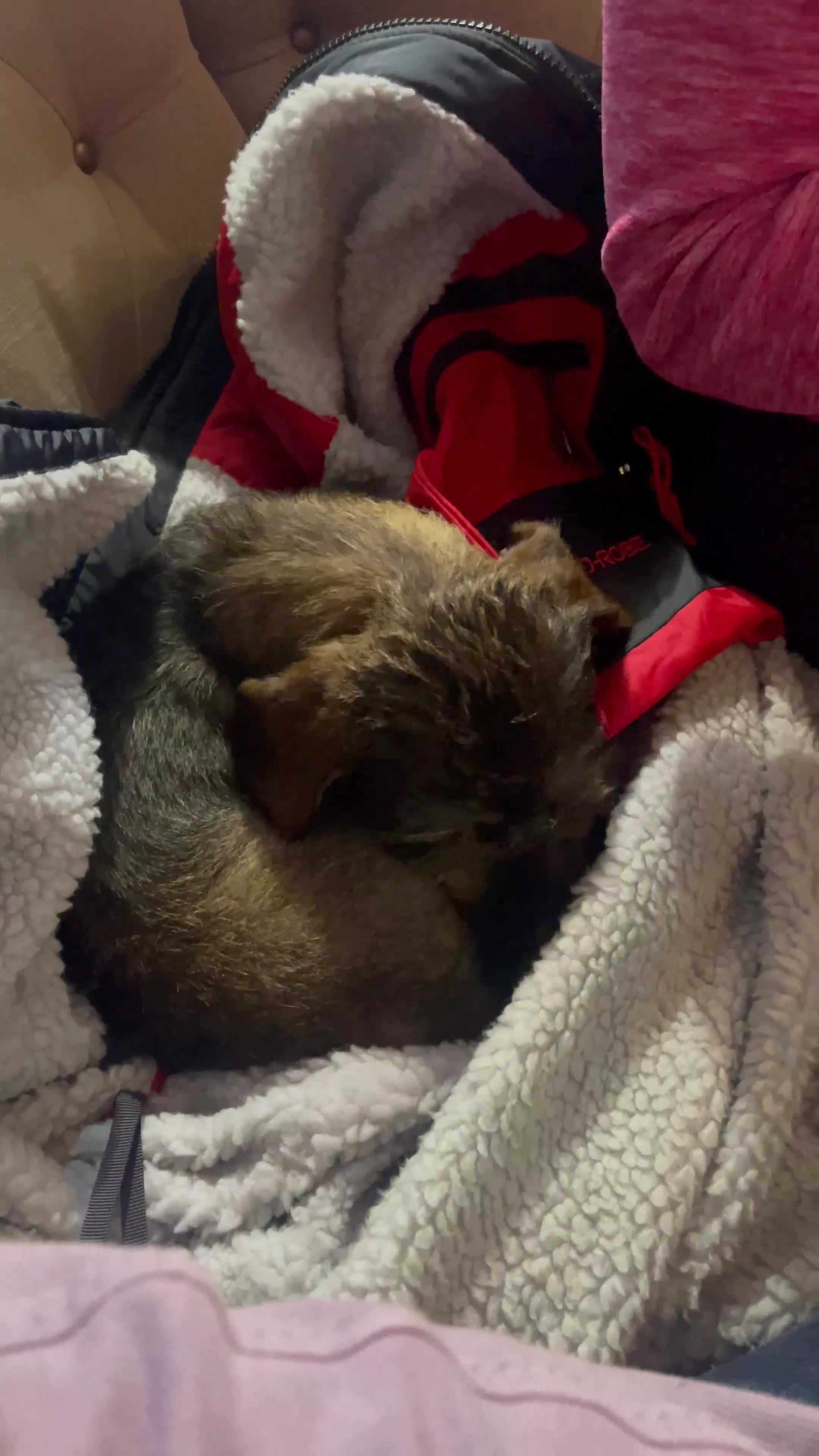 Dachshund dogs for sale:  Miniature Wirehaired Dachshund  puppies  - Video 3