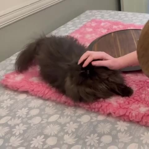 Persian cats for sale: Beautiful long hair Persian girl  - Video 3