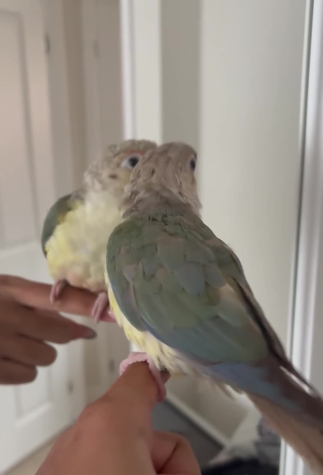 Conures birds for sale: Pineapple Conure  - Video 1