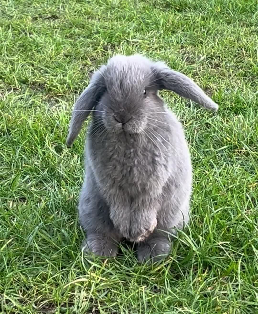 Mini Lop rabbits for sale: PureBred MiniLop Bunnies in London   - Video 1