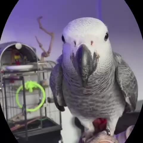 Parrots birds for sale: African grey parrot - Video 1