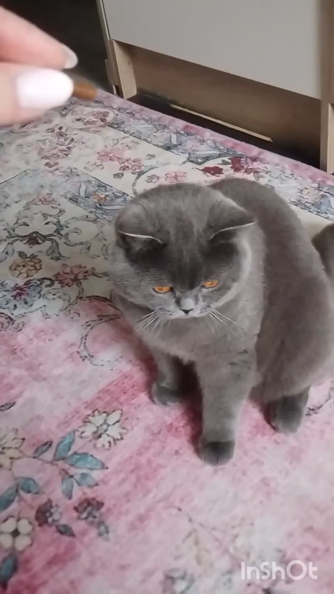 British Shorthair cats for stud: British Shorthair Stud  - Video 5