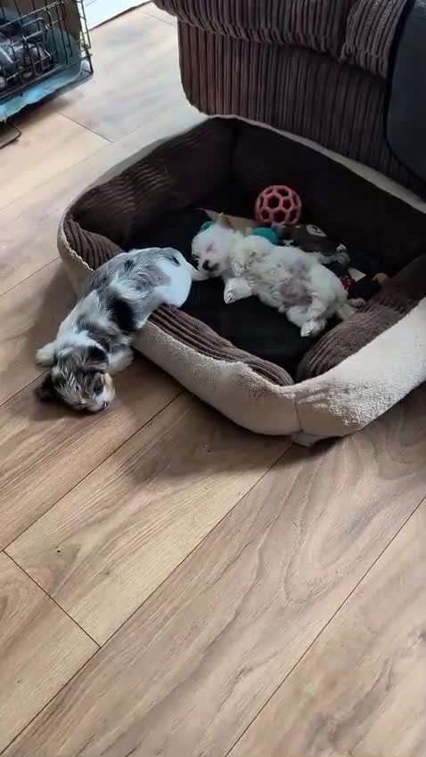Yorkshire Terrier dogs for sale: Rare Biewer Yorkie puppies\Pedigree  - Video 5