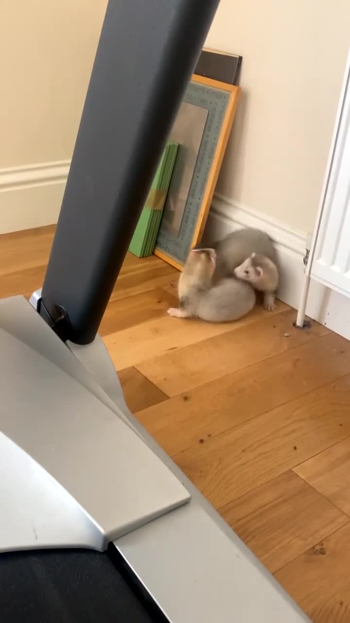 Ferret rodents for sale: Two male silver ferrets for sale! in Shipley - Video 1