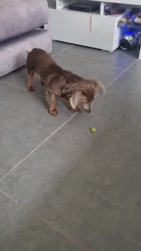 Miniature Dachshund dogs for sale: Mr Marley  in Glasgow - Video 1