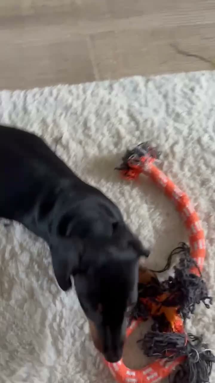 Dachshund dogs for sale: Black and Tan girl for sale  - Video 1